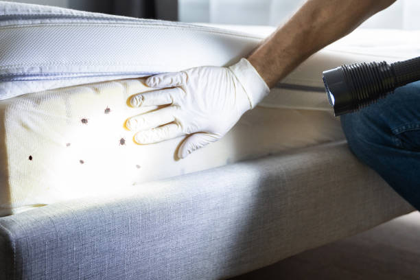 Best Local Pest Control Services  in Twinsburg Heights, OH