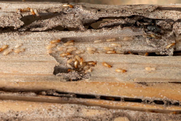 Best Residential Pest Control  in Twinsburg Heights, OH