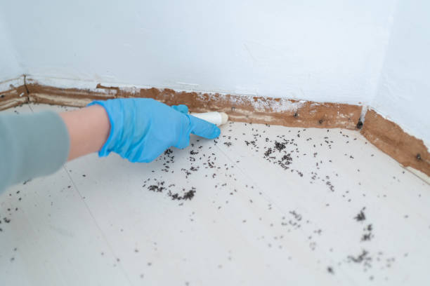 Professional Pest Control in Twinsburg Heights, OH